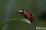 Dertienstippelig lieveheersbeestje (Hippodamia tredecimpunctata