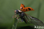 Dertienstippelig lieveheersbeestje (Hippodamia tredecimpunctata