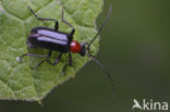 Dinoptera collaris