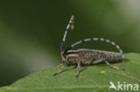 Golden-bloomed Grey longhorn (Agapanthia villosoviridescens)