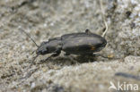 Donker Venpriempje (Bembidion obliquum)