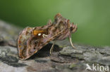 Beautiful Golden Y (Autographa pulchrina)