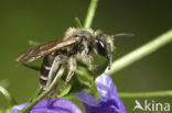 Donkere klokjeszandbij (Andrena pandellei) 