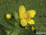Marsh Marigold (Caltha palustris)
