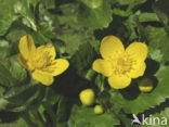 Marsh Marigold (Caltha palustris)
