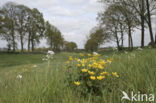 Dotterbloem (Caltha palustris)