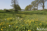 Dotterbloem (Caltha palustris)