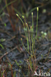 Draadgentiaan (Cicendia filiformis) 