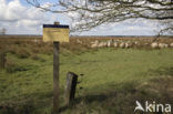 Drents heideschaap (Ovis domesticus)