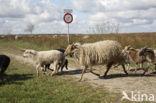 Drents heideschaap (Ovis domesticus)