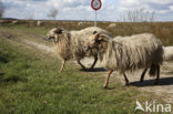 Drents heideschaap (Ovis domesticus)