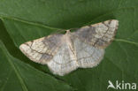 Dorset Cream Wave (Stegania trimaculata)