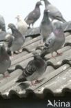 Pigeon (Columba spec.)