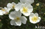 Duinroosje (Rosa pimpinellifolia)