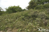 Burnet Rose (Rosa pimpinellifolia)