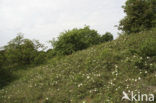 Burnet Rose (Rosa pimpinellifolia)