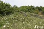 Duinroosje (Rosa pimpinellifolia)