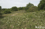 Duinroosje (Rosa pimpinellifolia)