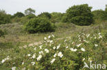 Duinroosje (Rosa pimpinellifolia)