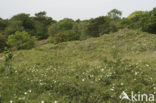 Burnet Rose (Rosa pimpinellifolia)