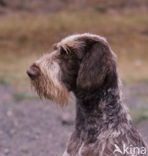 Duitse draadharige staande hond (Canis domesticus)