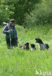 Duitse draadharige staande hond (Canis domesticus)