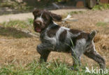 Duitse draadharige staande hond (Canis domesticus)