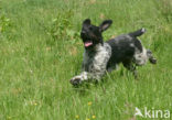 Duitse draadharige staande hond (Canis domesticus)