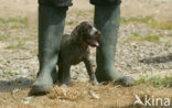 Duitse draadharige staande hond (Canis domesticus)