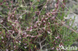 Common Dodder (Cuscuta epithymum)