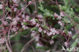 Common Dodder (Cuscuta epithymum)