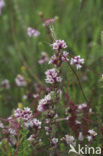 Common Dodder (Cuscuta epithymum)