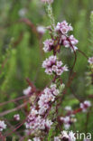 Common Dodder (Cuscuta epithymum)