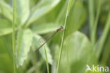 Pygmy Damselfly (Nehalennia speciosa) 