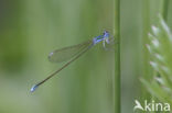 Pygmy Damselfly (Nehalennia speciosa) 