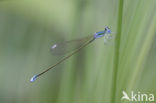 Dwergjuffer (Nehalennia speciosa) 