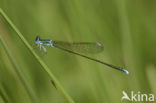 Dwergjuffer (Nehalennia speciosa) 