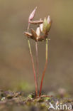 Pigmy Rush (Juncus pygmaeus)