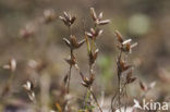 Pigmy Rush (Juncus pygmaeus)