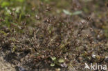 Dwergrus (Juncus pygmaeus) 