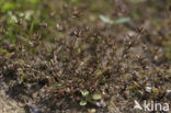 Pigmy Rush (Juncus pygmaeus)