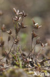 Pigmy Rush (Juncus pygmaeus)