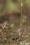 Dwergrus (Juncus pygmaeus) 