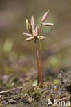 Dwergrus (Juncus pygmaeus) 