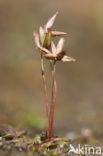 Dwergrus (Juncus pygmaeus) 