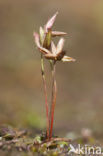 Pigmy Rush (Juncus pygmaeus)