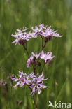 Echte koekoeksbloem (Lychnis flos-cuculi)