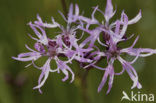 Echte koekoeksbloem (Lychnis flos-cuculi)