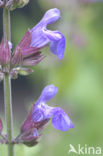 Echte salie (Salvia officinalis)