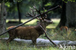 Red Deer (Cervus elaphus)